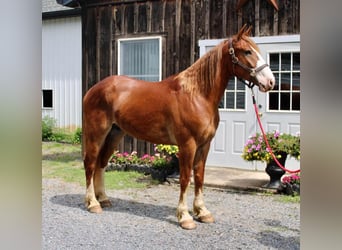 Arbeitspferd Mix, Wallach, 7 Jahre, 165 cm, Rotfuchs