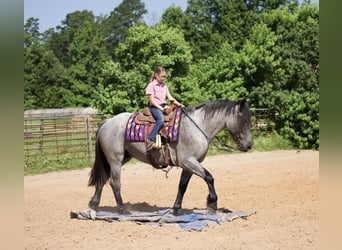 Arbeitspferd Mix, Wallach, 7 Jahre, 168 cm, Roan-Blue