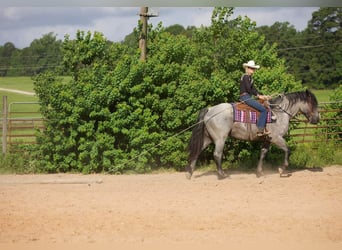 Arbeitspferd Mix, Wallach, 7 Jahre, 168 cm, Roan-Blue