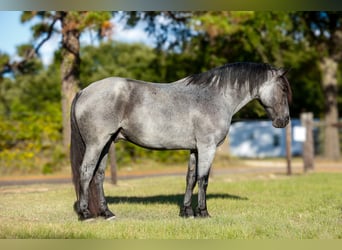 Arbeitspferd Mix, Wallach, 7 Jahre, 168 cm, Roan-Blue