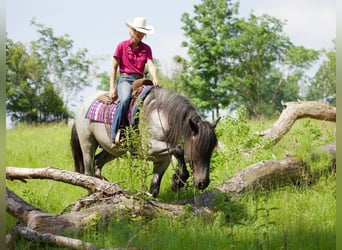 Arbeitspferd Mix, Wallach, 7 Jahre, 168 cm, Roan-Blue