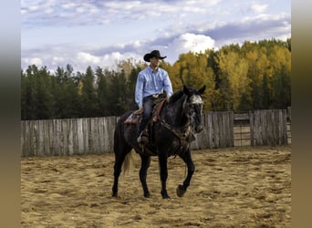 Arbeitspferd Mix, Wallach, 7 Jahre, 168 cm, Schimmel