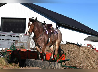 Arbeitspferd, Wallach, 7 Jahre, 170 cm, Roan-Bay