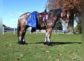 Arbeitspferd, Wallach, 7 Jahre, 170 cm, Roan-Bay