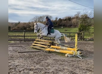 Arbeitspferd, Wallach, 7 Jahre, 170 cm, Schimmel