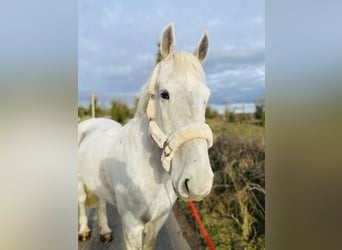 Arbeitspferd, Wallach, 7 Jahre, 170 cm, Schimmel