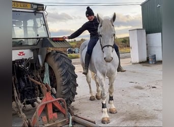 Arbeitspferd, Wallach, 7 Jahre, 170 cm, Schimmel