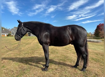 Arbeitspferd Mix, Wallach, 7 Jahre, 173 cm, Rappe