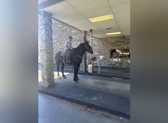 Arbeitspferd Mix, Wallach, 7 Jahre, 173 cm, Rappe