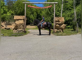 Arbeitspferd Mix, Wallach, 7 Jahre, 173 cm, Rappe