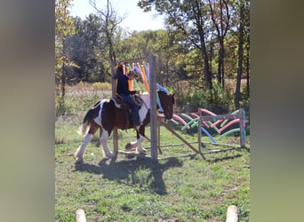 Arbeitspferd Mix, Wallach, 7 Jahre, 173 cm, Schecke