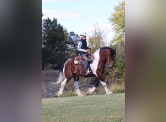 Arbeitspferd Mix, Wallach, 7 Jahre, 173 cm, Schecke