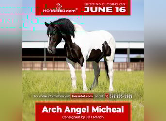 Arbeitspferd, Wallach, 7 Jahre, 173 cm, Tobiano-alle-Farben