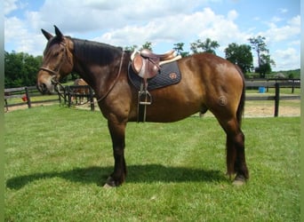 Arbeitspferd, Wallach, 7 Jahre, 175 cm, Rotbrauner