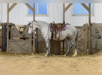 Arbeitspferd Mix, Wallach, 7 Jahre, 175 cm