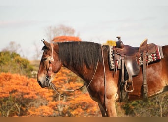 Arbeitspferd Mix, Wallach, 7 Jahre, 178 cm, Rotbrauner