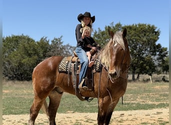 Arbeitspferd Mix, Wallach, 7 Jahre, 183 cm, Rotbrauner