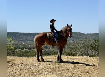 Arbeitspferd Mix, Wallach, 7 Jahre, 183 cm, Rotbrauner