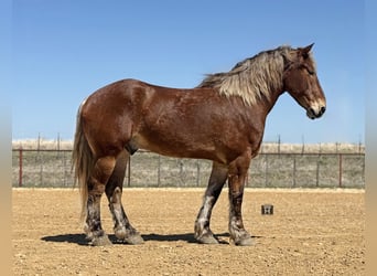 Arbeitspferd Mix, Wallach, 7 Jahre, 183 cm, Rotbrauner