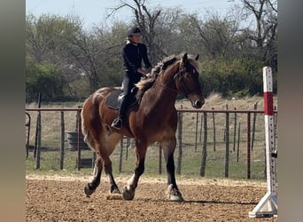 Arbeitspferd Mix, Wallach, 7 Jahre, 183 cm, Rotbrauner