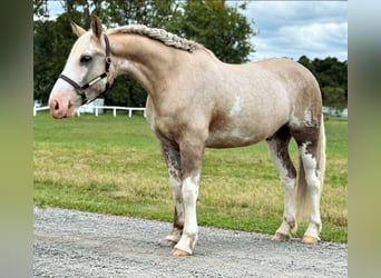 Arbeitspferd Mix, Wallach, 7 Jahre