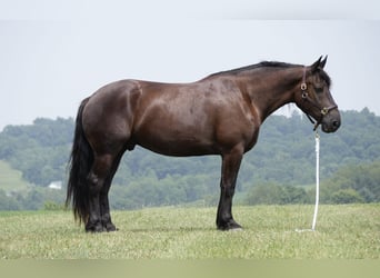 Arbeitspferd Mix, Wallach, 7 Jahre, Dunkelbrauner