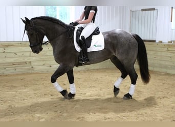 Arbeitspferd Mix, Wallach, 7 Jahre, Roan-Blue