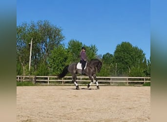 Arbeitspferd Mix, Wallach, 7 Jahre, Roan-Blue