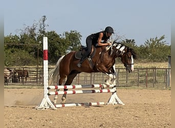 Arbeitspferd Mix, Wallach, 7 Jahre, Schecke