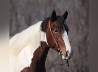 Arbeitspferd, Wallach, 7 Jahre, Tobiano-alle-Farben