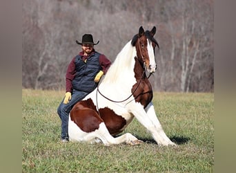 Arbeitspferd, Wallach, 7 Jahre, Tobiano-alle-Farben