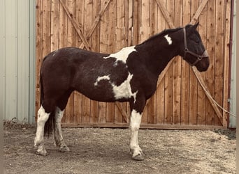 Arbeitspferd, Wallach, 7 Jahre, Tobiano-alle-Farben