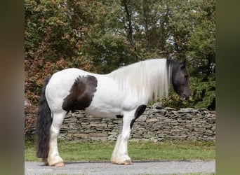 Arbeitspferd, Wallach, 7 Jahre, Tobiano-alle-Farben