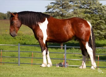 Arbeitspferd, Wallach, 7 Jahre, Tobiano-alle-Farben