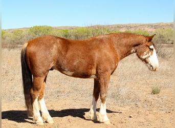 Arbeitspferd Mix, Wallach, 8 Jahre, 142 cm, Roan-Bay