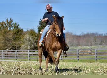 Arbeitspferd Mix, Wallach, 8 Jahre, 142 cm, Rotbrauner