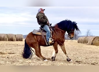 Arbeitspferd Mix, Wallach, 8 Jahre, 142 cm, Rotbrauner
