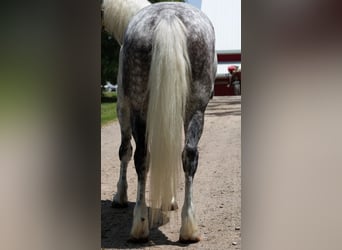 Arbeitspferd Mix, Wallach, 8 Jahre, 142 cm, Schimmel