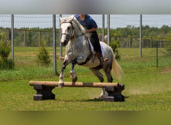 Arbeitspferd Mix, Wallach, 8 Jahre, 142 cm, Schimmel