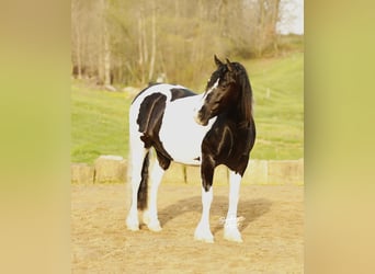 Arbeitspferd Mix, Wallach, 8 Jahre, 145 cm, Tobiano-alle-Farben