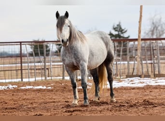 Arbeitspferd, Wallach, 8 Jahre, 150 cm, Schimmel