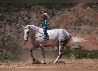 Arbeitspferd Mix, Wallach, 8 Jahre, 150 cm, Schimmel