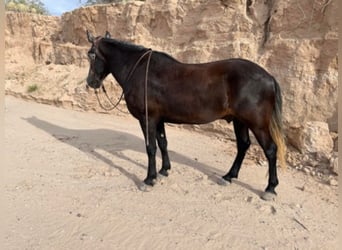 Arbeitspferd, Wallach, 8 Jahre, 150 cm, Schimmel