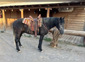 Arbeitspferd, Wallach, 8 Jahre, 150 cm, Schimmel