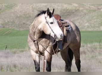 Arbeitspferd, Wallach, 8 Jahre, 152 cm, Schimmel