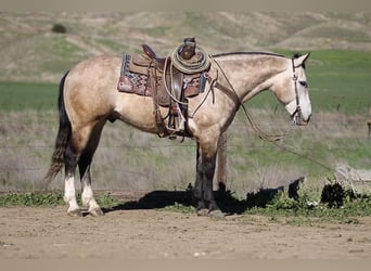 Arbeitspferd, Wallach, 8 Jahre, 152 cm, Schimmel