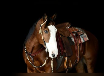 Arbeitspferd Mix, Wallach, 8 Jahre, 155 cm, Rotbrauner