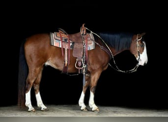 Arbeitspferd Mix, Wallach, 8 Jahre, 155 cm, Rotbrauner