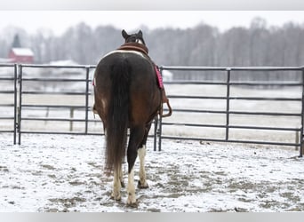 Arbeitspferd Mix, Wallach, 8 Jahre, 155 cm