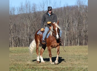 Arbeitspferd, Wallach, 8 Jahre, 157 cm, Rotfuchs